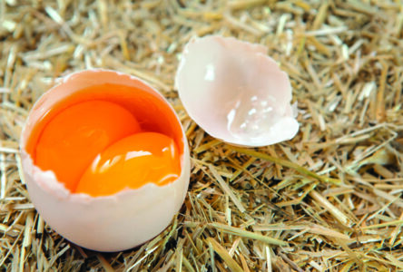 Cracked egg with double yolks isolated straw background